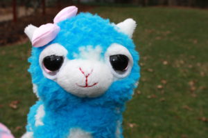 Molly is a female, blue alpaca with white spots and a pink bow