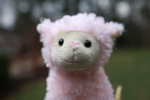 Snuggles is a female, pink alpaca with a shocking resemblance to a lamb...hm...