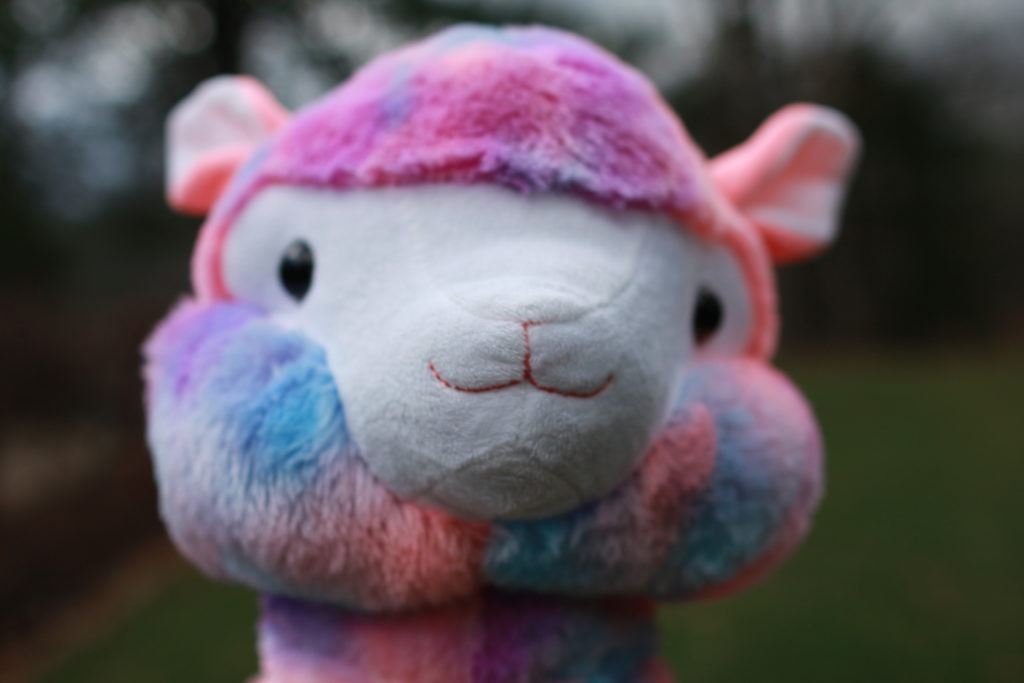 Rainbow is a female, jumbo sized, rainbow colored alpaca