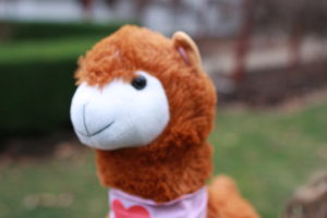 Pasquale is a male, jumbo sized, brown alpaca with a heart bandana around his neck