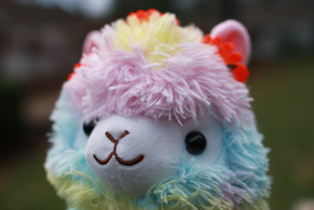 Daisy is a female, large, rainbow colored alpaca with a headband of orange flowers