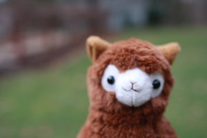 Bock is a male, brown alpaca with a great sense of humor