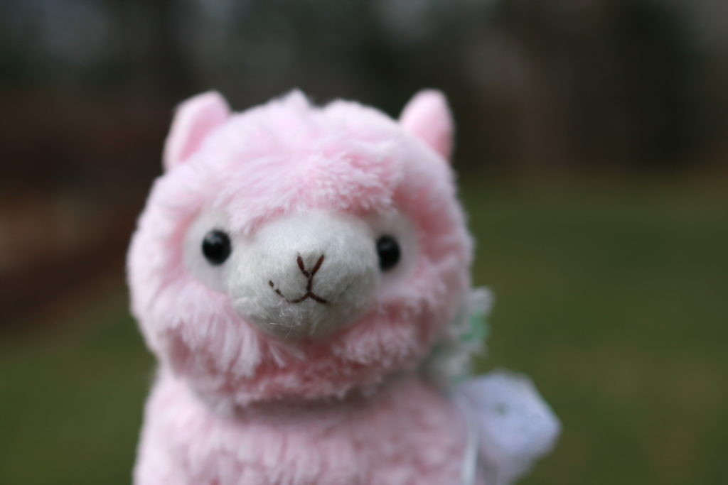 Blossom is a female, pink alpaca with a flower necklace on her neck