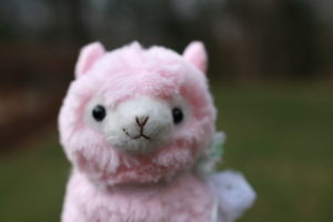 Blossom is a female, pink alpaca with a flower necklace on her neck