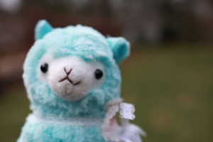 Paul is a male, blue alpaca with a flower necklace on his neck