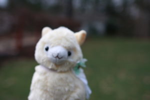 Liam is a male, beige alpaca with a flower necklace on his neck