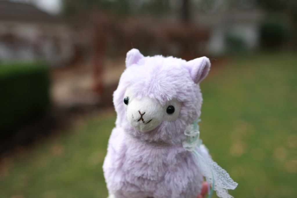 Reese is a female, purple alpaca with a flower necklace on her neck