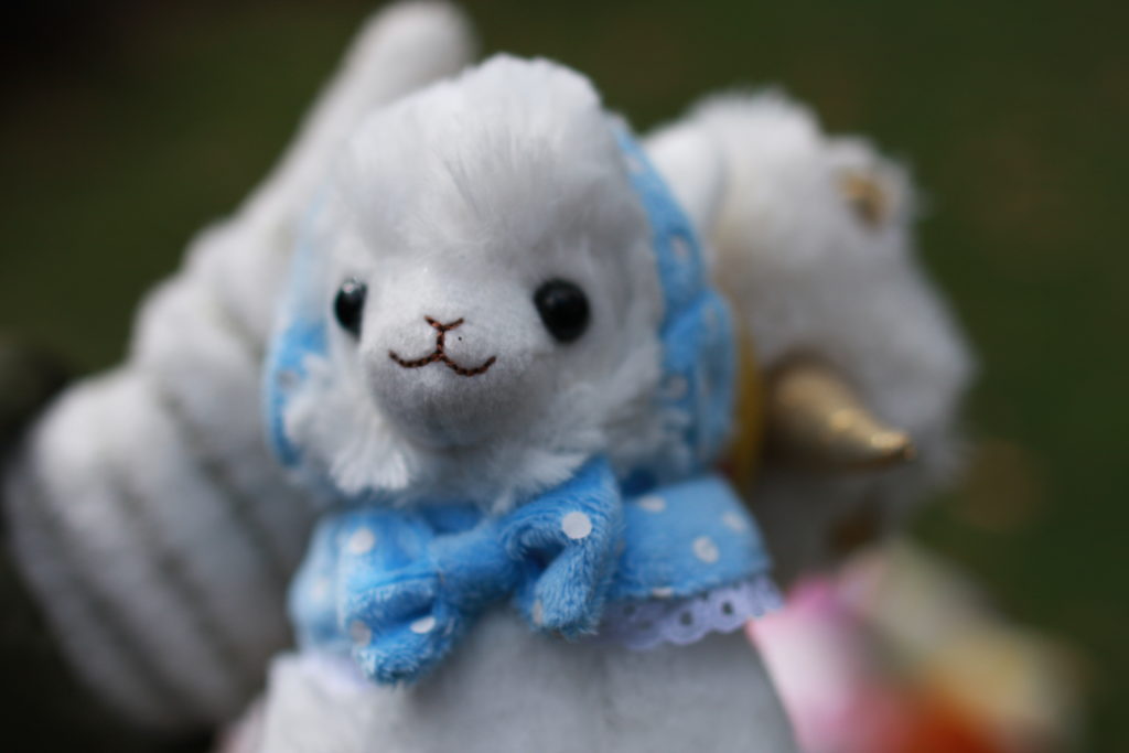 Lazuli is a female, white alpaca with a blue overcoat with a bow, and a pair of earmuffs