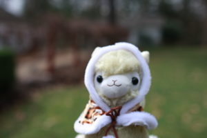 S'more is a male, beige alpaca with a brown hooded cloak