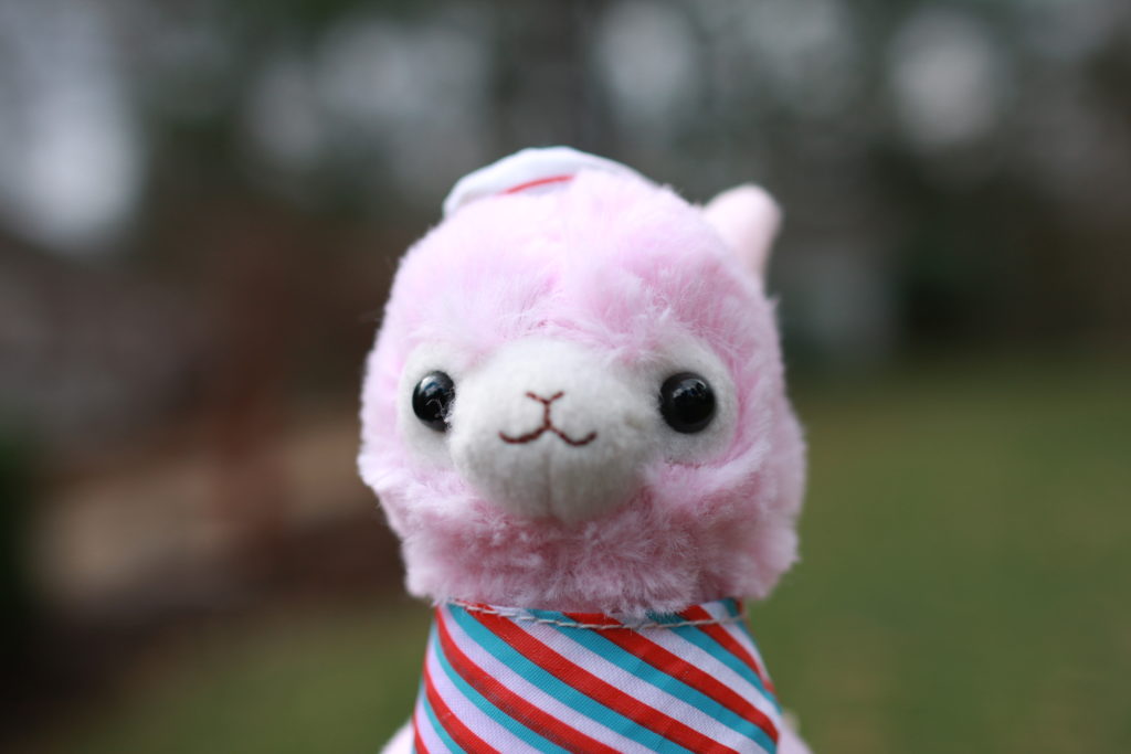 Peony is a female, pink alpaca who is dressed up as a sailor