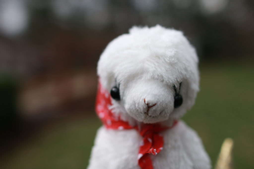 Gwen is a female, white alpaca with a red bonnet, with white spots.