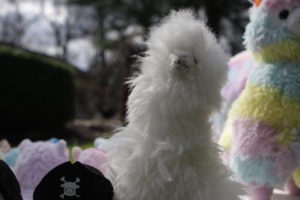 Al is a male, tall, white alpaca with fluffy fur